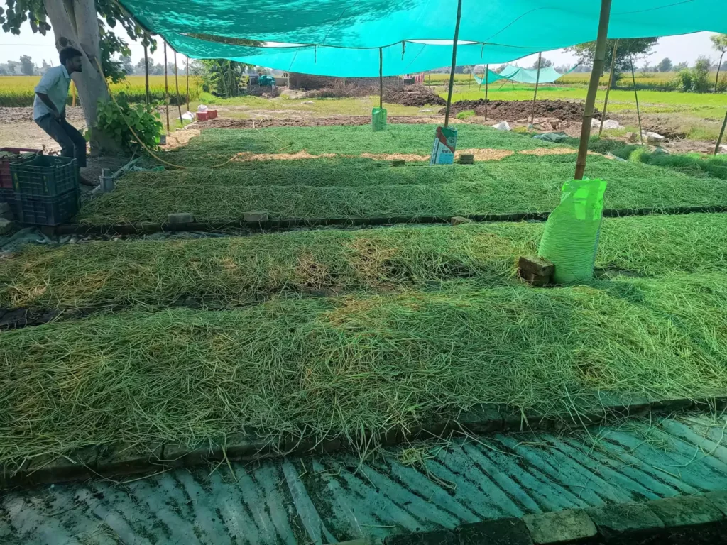 Vermicompost
